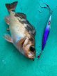 画像2: シーフロアコントロール　スパンキー180ｇ　ふじ丸カラー2 (2)