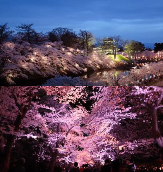 画像3: DEEP LINER　スパイ5/SPY5　200ｇ　高田夜桜/桜BG (3)