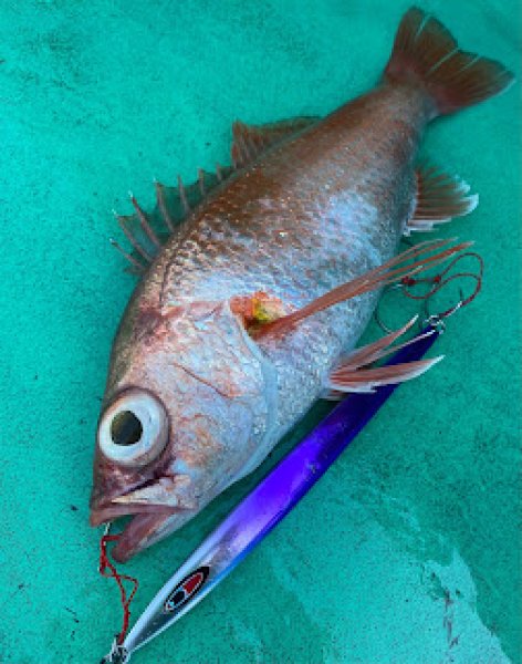 画像4: シーフロアコントロール　アロー180ｇ　ふじ丸オリカラ2（N） (4)