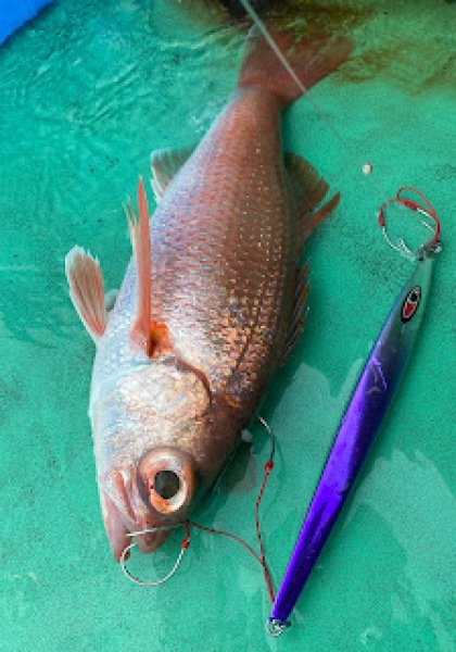 画像3: シーフロアコントロール　アロー180ｇ　ふじ丸オリカラ2（N） (3)