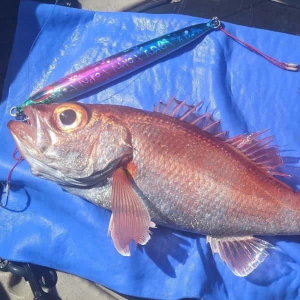 画像6: DEEP LINER　スパイ5/SPY5　200ｇ　高田夜桜/桜BG (6)