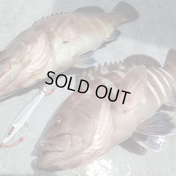 画像4: シーフロアコントロール　アム300ｇ　チタンゼブラグロー (4)