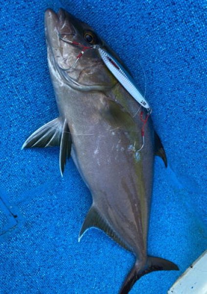 画像4: シーフロアコントロール　メサイアショート180ｇ　チャートイエローゼブラグロー (4)