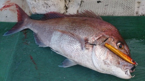 画像3: ブリード　ブルテリア250ｇ　オールグロー (3)