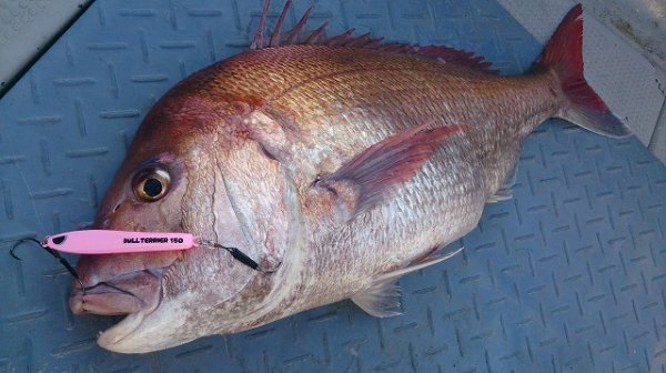 画像4: ブリード　ブルテリア250ｇ　オールグロー (4)