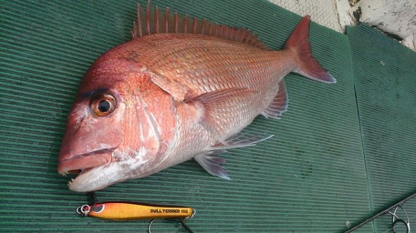 画像5: ブリード　ブルテリア250ｇ　オールグロー (5)