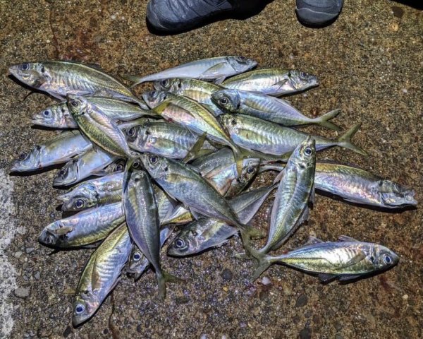 画像6: reins×ホシノ釣具店【直江津大アジおまんたカラー】アジアダー・アジリンガーPro (6)