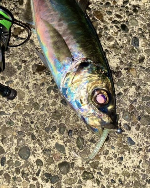 画像5: reins×ホシノ釣具店【直江津大アジおまんたカラー】アジアダー・アジリンガーPro (5)