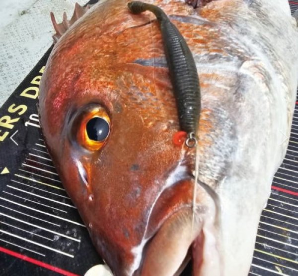 画像3: SASALABO　タイラバ専用ビッグワーム BIG BOSS イワシモデル Jr.（4.8in,）_コーラ赤ラメ (3)