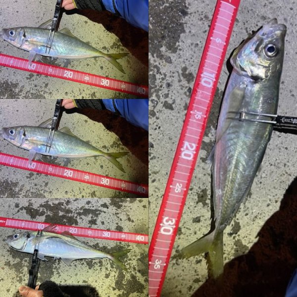 画像4: reins×ホシノ釣具店【直江津大アジおまんたカラー】アジアダー・アジリンガーPro (4)