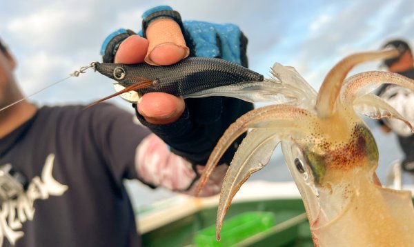 画像3: 【ドロッパー】ブリーデン　EGIMARUEVO大分 2.5号shallow (3)