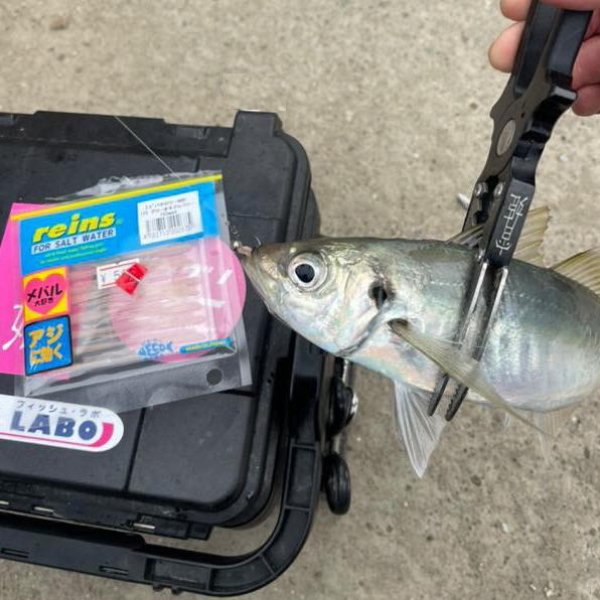 画像2: reins×ホシノ釣具店【直江津大アジおまんたカラー】アジアダー・アジリンガーPro (2)