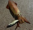 画像3: 【ドロッパ―】キーストン　ニボッシー (3)