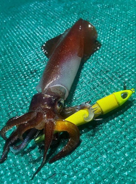 画像5: 【鉛スッテ】あいや〜スッテ　20号/75ｇ (5)