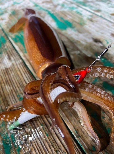 画像6: 【鉛スッテ】あいや〜スッテ　20号/75ｇ (6)