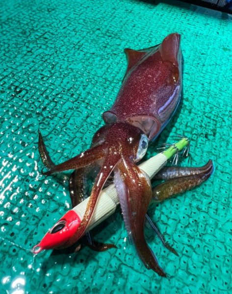 画像4: 【鉛スッテ】あいや〜スッテ　20号/75ｇ (4)