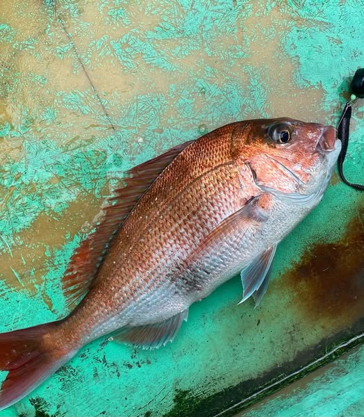 ホシノ釣具店オリカラタイラバヘッド 黒玉 150g・200g ※ヘッド